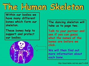 The Human Skeleton - SlideServe
