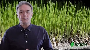 可持续农业的最佳水培饲料系统 Best Hydroponic Fodder System For Sustainable Farming