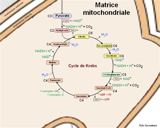 cours_termS_spe_ch10.html