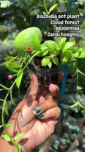 99K views · 1.7K reactions |  Dischidia Ant Plant (Dischidia pectinoides) A rare trailing epiphyte with tiny pouch-like leaves that provide shelter for ants in nature. Perfect for hanging baskets and terrariums. Care Tips: • ️ Bright indirect light •  Water moderately, allow drying in between •  Prefers well-draining mix (orchid bark/coco chips) •  Loves humidity & good airflow #Dischidia #AntPlant #RarePlants #PlantCare #CloudForest | Cloud Forest | Facebook