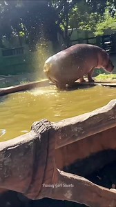 Hippo's Poop Is Dangerous #factsdaily #facts #amazingfacts #knowledge | Pankaj Giri Facts