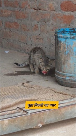 Mouse and cat love #funny #thetharpuns #shilpisaroja #comedy