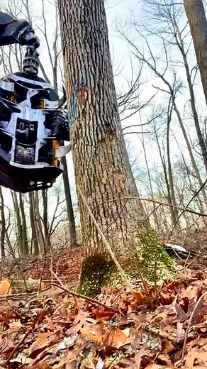 1.6M views · 2.7K reactions | Tree Cutting Ponsse Machine Traking Down A White Oak #machine #treecutting #woods #sawdust #ponsse #logging #logger #forest #timber #viral #reels #spooky - Video credit to @sandman_715 on TT! | Logger Mack | Facebook