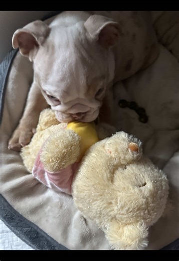 #englishbulldog #puppy #puppiesoftiktok #adorable