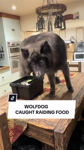 Wolfdog's Impressive Climbing Skills and Food Raid