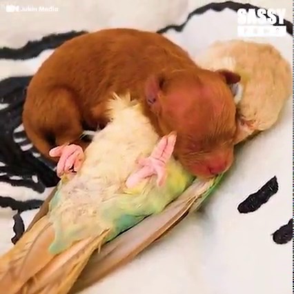 113M views · 3.1M reactions | This is the sweetest friendship ever! ❤️殺️ | Sassy | Facebook