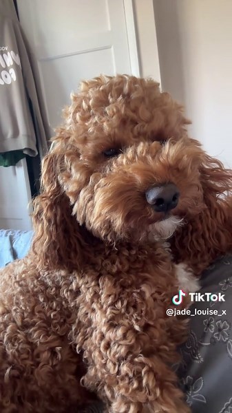 Cockapoos: The Ultimate Small Dog Companions