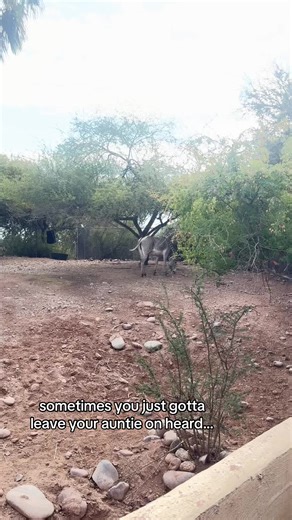 Understanding Zebra Behavior at the Zoo