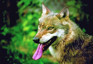 Vidéo. L'histoire de la disparition et du retour du loup en France, il y a plus de 30 ans
