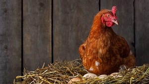 UPSIDE Foods' lab-cultivated chicken among the first to receive USDA approval