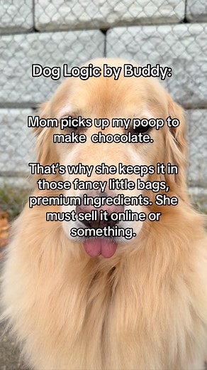 6.9K views · 579 reactions | How much do you think my “inventory” is worth?  #funny #goldenretriever #funnydog #dogsofinstagram #explore #cutedog #poop #dogstagram #doglover #dogproblems #funny #viral | A Golden and Fam | Facebook