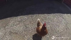 Celebrating #ChickenDanceDay! #dancelikeachicken | Farm Sanctuary