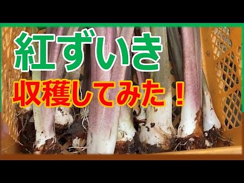 【さといも栽培】紅ずいきの収穫 芋茎が食べられる里芋と食べられない里芋