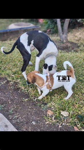 Dog socialisation is like, super important for your furry friend's mental and emotional well-being 😊. Here are some key benefits: - Helps prevent fear and aggression: Socialisation helps your dog get comfy with new people, dogs, and environments, reducing the likelihood of fear-based aggression. - Builds confidence: Exposure to various situations and interactions boosts your dog's confidence and calmness in new situations. - Improves behaviour: Socialised dogs are less likely to develop behavio