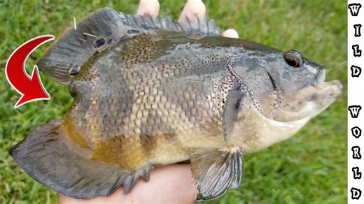 Mutant Oscar Caught! Watch How It Swims Without a Tail Fin