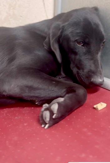 roswell animal shelter tel 5756246722 winnie a 7 month old lab/ret mix 30lbs id a010696 to adopt have a vet appointment for a spay/rabies shot . can adopt in person via email . can put on 24 hour hold | Jo Wallace
