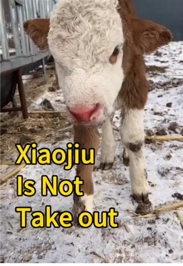 Xiaojiu: The Unconventional Farm Companion