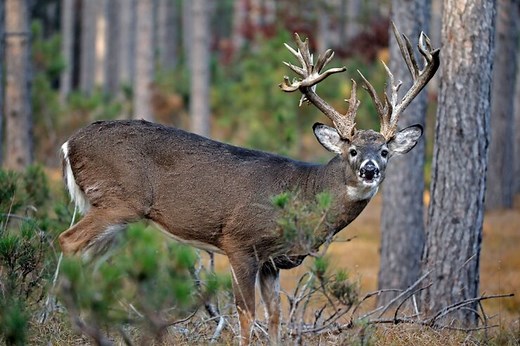 How to Measure According to Buckmasters Rules? - The Jump