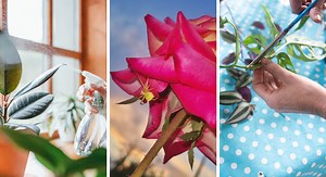 Araignées rouges au jardin : les 9 astuces pour s'en débarrasser