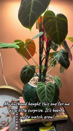 Plant of the Day 84 - El Choco Red Philodendron #plants #houseplants