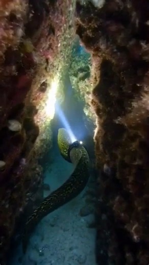 We Put a Camera on This Eel… Then It Found Something in the Dark