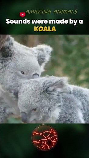 What Noises Do Koalas Make? How do Koalas communicate? Facts about Koalas. How do koalas socialize?