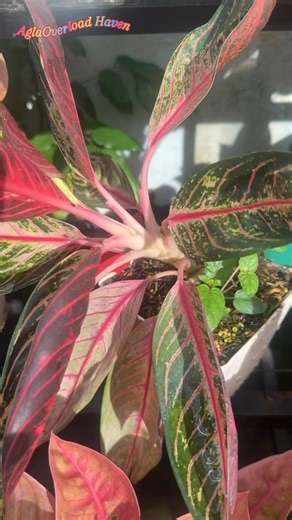 Even when the stem rots, the roots still fight. Just like humans never lose hope to survive. ⛅️💦🌈🍁🌿☘️🍀🍃🌱🍂🪴💚🤍🧡🩷💛❤️ #NOTFORSALE #AglaOverloadHaven🇵🇭 #AglaonemaPlant #AglaonemaCollection #Aglaonema #Plants #LetsGOrganic #Gardening #Garden #Gardener #gardenlove #gardenlife #plantsofinstagram #PlanTita #PlantMama #AglaonemaLover #AglaonemaCollector #PlanTherapy #PlantMakesMeHappy #plantphotography #plantreels #fbreelsvideo #fbreels2025 #fbreelsviral #plantcare | AglaOverload Haven