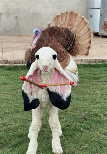 Talha Ghouri (@talhaghourivlog)’s videos with original sound - laura_constanie