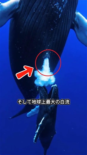 【衝撃】海の中で溶けない！？クジラの母乳と規格外の食事シーン#クジラ #海洋 #雑学ショート #動物の不思議 #シロナガスクジラ#shorts#youtube#video