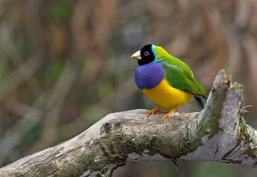 Reforming Australia's Nature Laws - Environmental Defenders Office