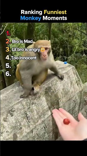 Ranking the Funniest Monkey Moments!