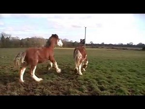 CRAZY Clydesdale Horses Galloping and Going Wild!