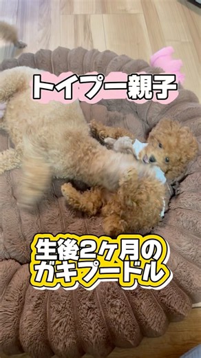 トイプーママン🐩子守り🐶#toypoodle #トイプードル子犬 #トイプードル親子 #多頭飼い #子犬