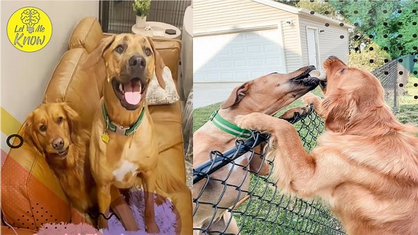 Neighbors Open the Gate—Dogs Who Only Met Through a Fence Finally Reunite
