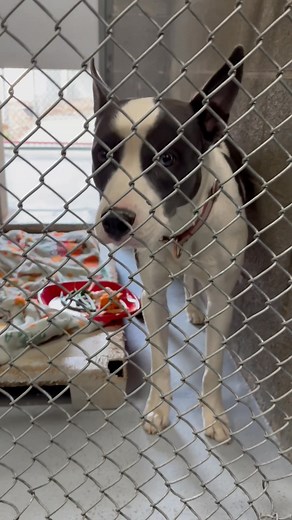💖Meet Livi — a gentle soul who was found as a stray and never reclaimed. She’ll be officially available for adoption on Friday, November 14th. Shelter life is still overwhelming for her. She trembles in her kennel and needs a little extra reassurance, but she’s getting braver every single day. Once she’s outside, her personality peeks through — she perks up for toys, loves a soft game of tug, and melts into you when you pet her. She’ll even place her paws gently on you, as if she’s asking, “Is 