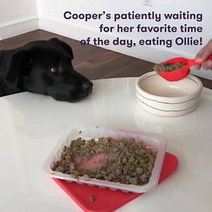 85 reactions · 12 shares | It's time to kick kibble to the curb. Meet Ollie.  Real, human-grade ingredients - no fillers  Tailored to your dog's individual needs  Delivered straight to your door | Ollie | Facebook