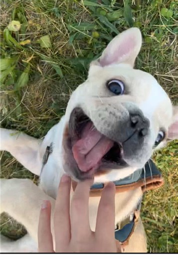 The best “pets that passed away” pics wins Before joining a comp make sure its the pinned video! if it isnt, then that comp is over! the pinned video is an ongoing comp! #sad #comp #pet #cute #fyp