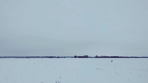 #coyotehunting #coyotehuntingwithdogs #coyotehuntingwithhounds #workingdog #hunting #furmissle