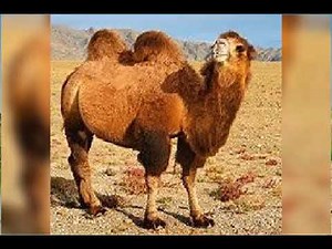 camel sound