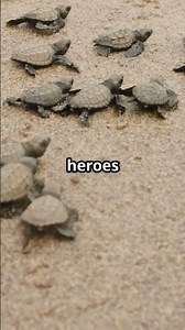 Watch Baby Sea Turtles Hatch and Race to the Ocean! #amazingnature #curiouscurrent