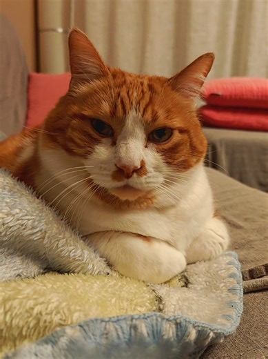 Qué rencorosos son a veces 😅 #fyp #humor #tendencia #catlover #cat