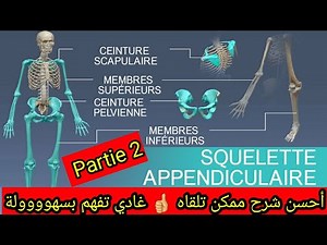 The appendicular skeleton: anatomy of the human skeleton (part 2) Explanation