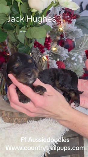 These sweet babies, those gorgeous colors🖤🤍🧡! F1 mini Aussiedoodles 2 weeks old Estimate weight 15-22lbs Message Trish 218-988-0803 | Country Trail Pups