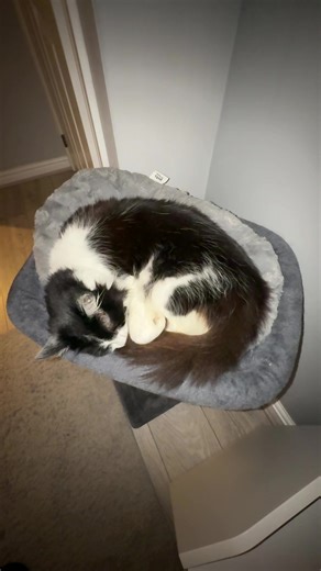 Curled up croissant cat