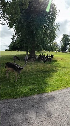 The Deer Park | Raby Castle