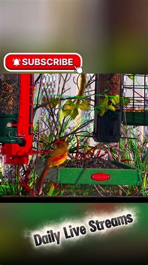 Female Northern Cardinal Steals the Spotlight at the Feeder #birdfeeder #nature
