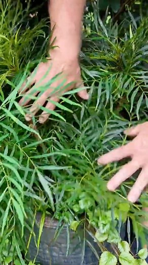 @horttube is showing off why Soft Caress Mahonia is the next great container garden obsession! 🌼🌿 With compact (3-5’ H & W), fern like foliage that brings fragrant yellow flowers all winter long in USDA Zones 7-9! 🌎 | Southern Living Plant Collection