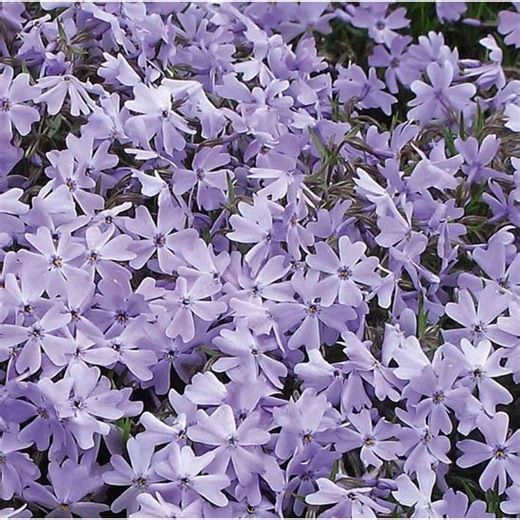 Thompson & Morgan Phlox subulata Emerald Cushion Blue 10 Plug Plants
