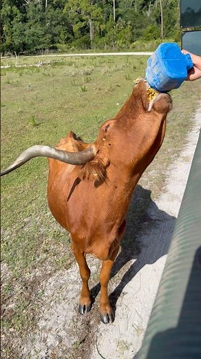 You Eat Like a Cow! Great stuff at Babcock Ranch Eco Tour! #babcockranch #ecotour