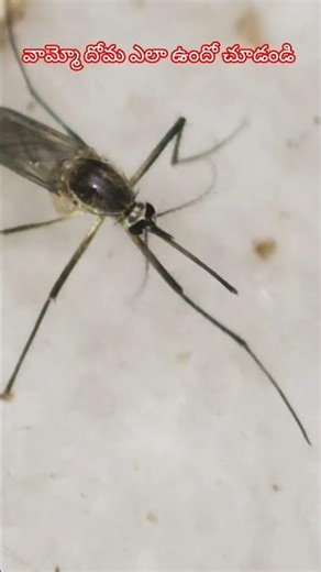 Winter season mosquito ఈ దోమ 🦟 ఎంత పెద్దదిగా ఉంది నా 🤳 జూమ్ చేసి తీశాను.#mosquito #shortvideo#shorts